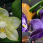 Phal. Mituo Golden Tiger ' Green Tiger ' X Phal. Mituo Purple Dragon ‘ Blue Whale (AMM73), fragrant, mature plant