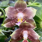 Phal. Mituo Golden Tiger ' Green Tiger ' X Phal. Mituo Purple Dragon ‘ Blue Whale (AMM73), fragrant, mature plant