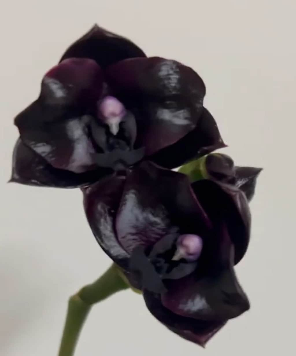 Phal. Mituo Reflex DD ‘carbonada ‘黑鑽石’ (MO757), dark flower, long lasting, mature plant