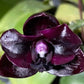 Phal. Mituo Reflex DD ‘carbonada ‘黑鑽石’ (MO757), dark flower, long lasting, mature plant
