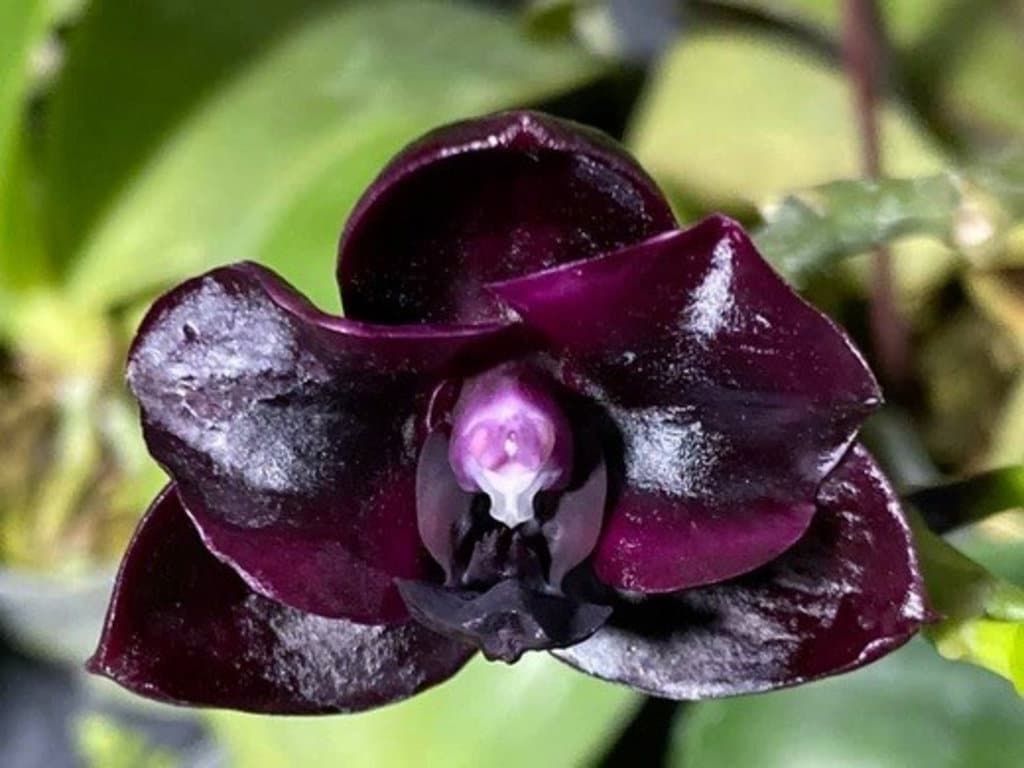 Phal. Mituo Reflex DD ‘carbonada ‘黑鑽石’ (MO757), dark flower, long lasting, mature plant