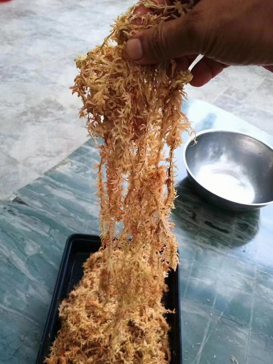 New Zealand Besgrow AAAAA (5A) Sphagnum Moss, Premium Long Strand