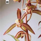 Cymbidium sinense ‘Space Hall’ 墨兰 ‘宇宙殿’, very pretty variegated leaves, fragrant