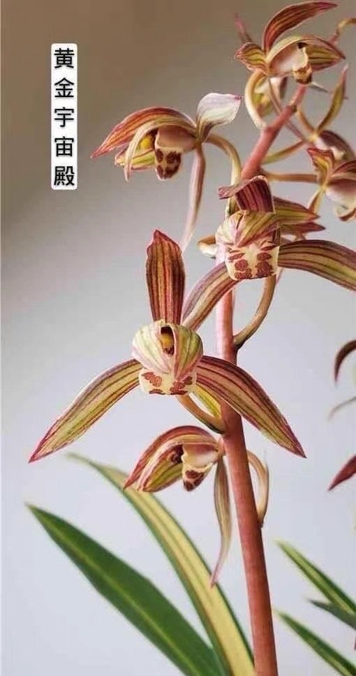 Cymbidium sinense ‘Space Hall’ 墨兰 ‘宇宙殿’, very pretty variegated leaves, fragrant