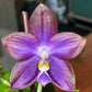 Phal. Mituo Reflex Dragon 'Blue Ring’ (MO675)— AM/AOS, pretty and very fragrant!
