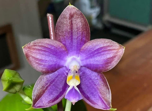 Phal. Mituo Reflex Dragon 'Blue Ring’ (MO675)— AM/AOS, pretty and very fragrant!