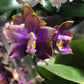 Phal. Mituo Reflex Dragon 'Blue Ring’ (MO675)— AM/AOS, pretty and very fragrant!