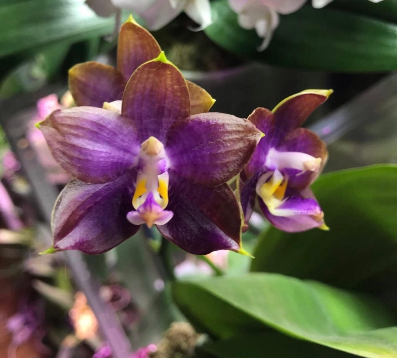 Phal. Mituo Reflex Dragon 'Blue Ring’ (MO675)— AM/AOS, pretty and very fragrant!