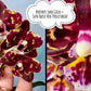 Phal. Brother Sara Gold × Sun Raise Red Proletariat (Peloric)