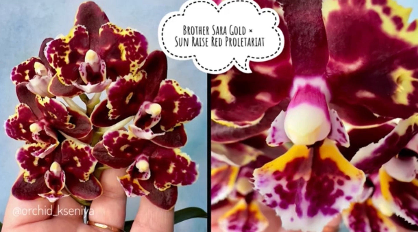 Phal. Brother Sara Gold × Sun Raise Red Proletariat (Peloric)