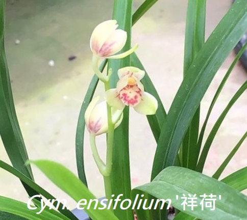 Cymbidium ensifolium ‘Xiang He’ 建兰/四季兰 ‘祥荷’, very fragrant