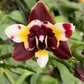 Phal. Yaphon Star Diamond ‘AN6602’ (Peloric) AM/AOS, fragrant!