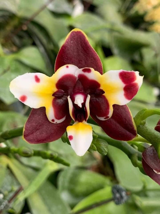 Phal. Yaphon Star Diamond ‘AN6602’ (Peloric) AM/AOS, fragrant!