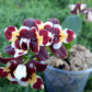 Phal. Yaphon Star Diamond ‘AN6602’ (Peloric) AM/AOS, fragrant!