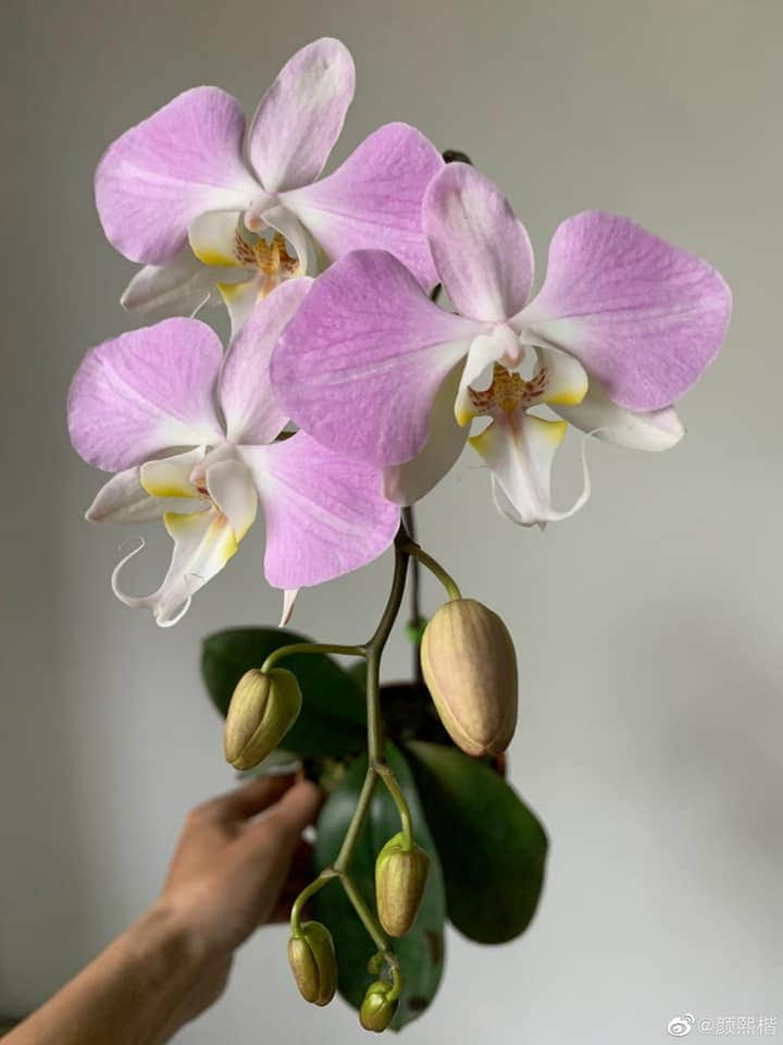 Phal. sanderiana x sib, orchid species