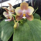 Phal. Mituo Prince X Phal. Tzu Chiang Tetralitz 'kaleidoscope', fragrant!