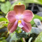 Phal. Mituo Prince X Phal. Tzu Chiang Tetralitz 'kaleidoscope', fragrant!