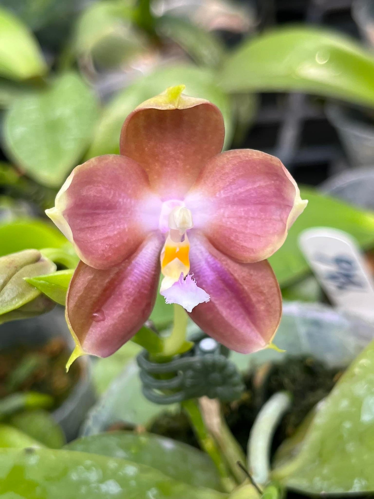 Phal. Mituo Prince X Phal. Tzu Chiang Tetralitz 'kaleidoscope', fragrant!