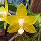 Phal. Yaphon Yellow Bomb, fragrant!