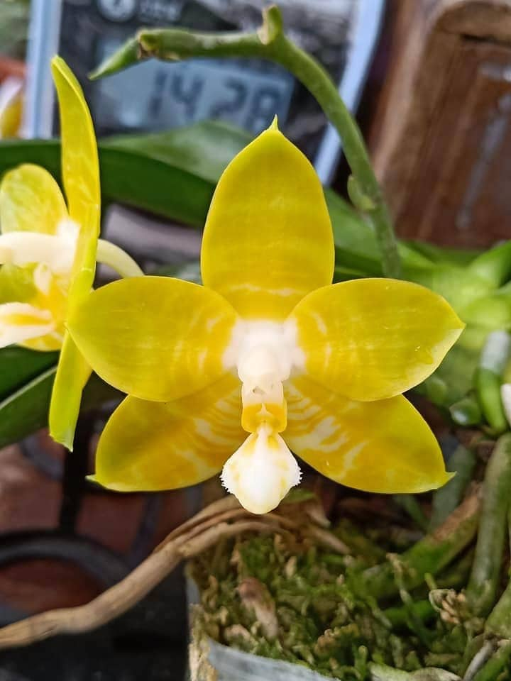 Phal. Yaphon Yellow Bomb, fragrant!