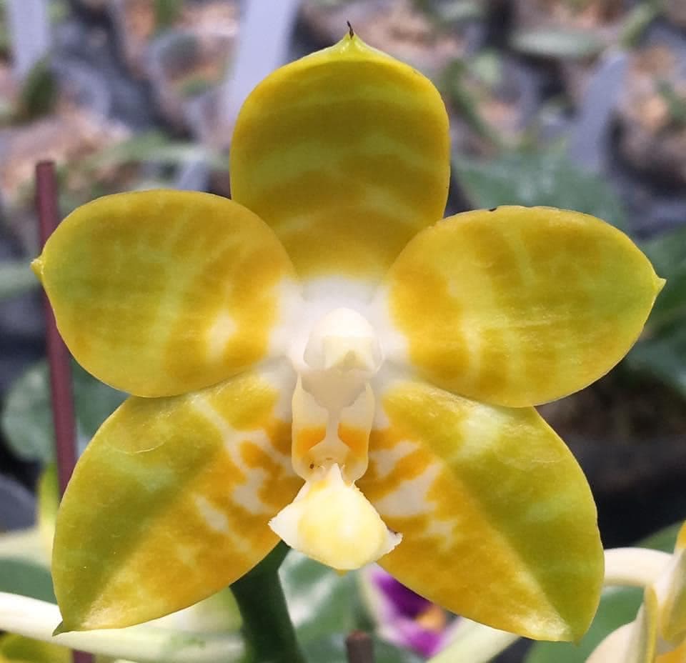 Phal. Yaphon Yellow Bomb, fragrant!