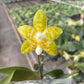 Phal. Yaphon Yellow Bomb, fragrant!