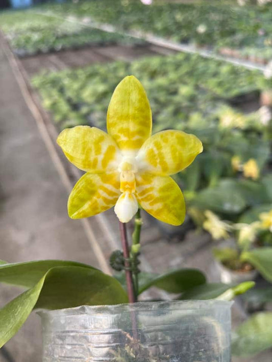 Phal. Yaphon Yellow Bomb, fragrant!