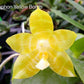 Phal. Yaphon Yellow Bomb, fragrant!