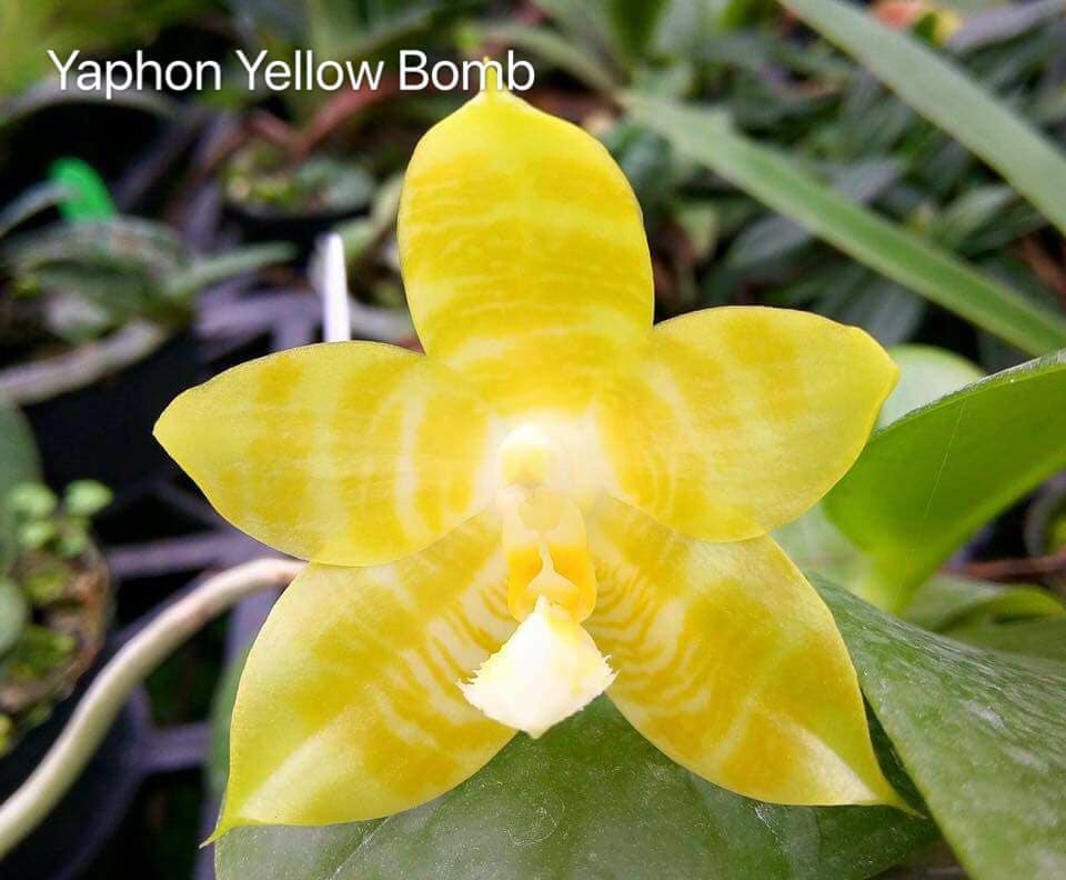 Phal. Yaphon Yellow Bomb, fragrant!