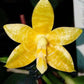 Phal amboinensis var flava x sib, species, yellow flower and fragrant!