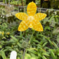 Phal amboinensis var flava x sib, species, yellow flower and fragrant!