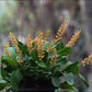 In spike! Liparis grossa, compact easy to grow