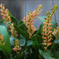 In spike! Liparis grossa, compact easy to grow