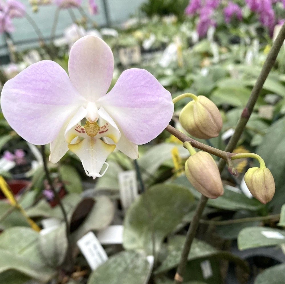 Silver leaves! Phal. sanderiana x sib (silver), orchid species