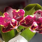 Phal. Brother Sara Gold × Sun Raise Red Proletariat (Peloric)