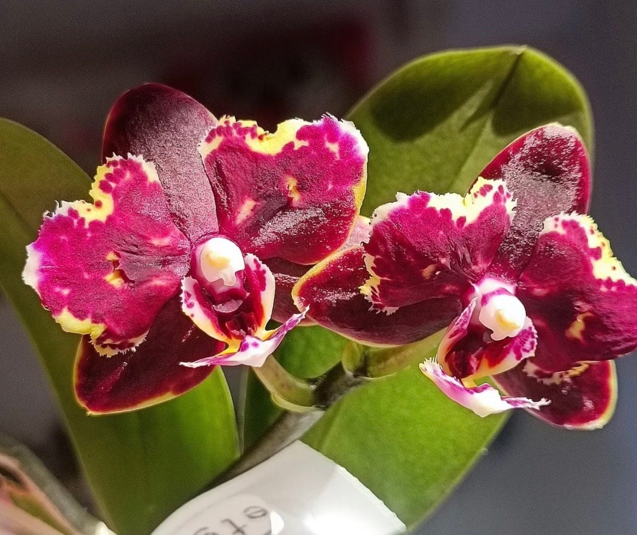 Phal. Brother Sara Gold × Sun Raise Red Proletariat (Peloric)