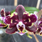 Phal. Brother Sara Gold × Sun Raise Red Proletariat (Peloric)