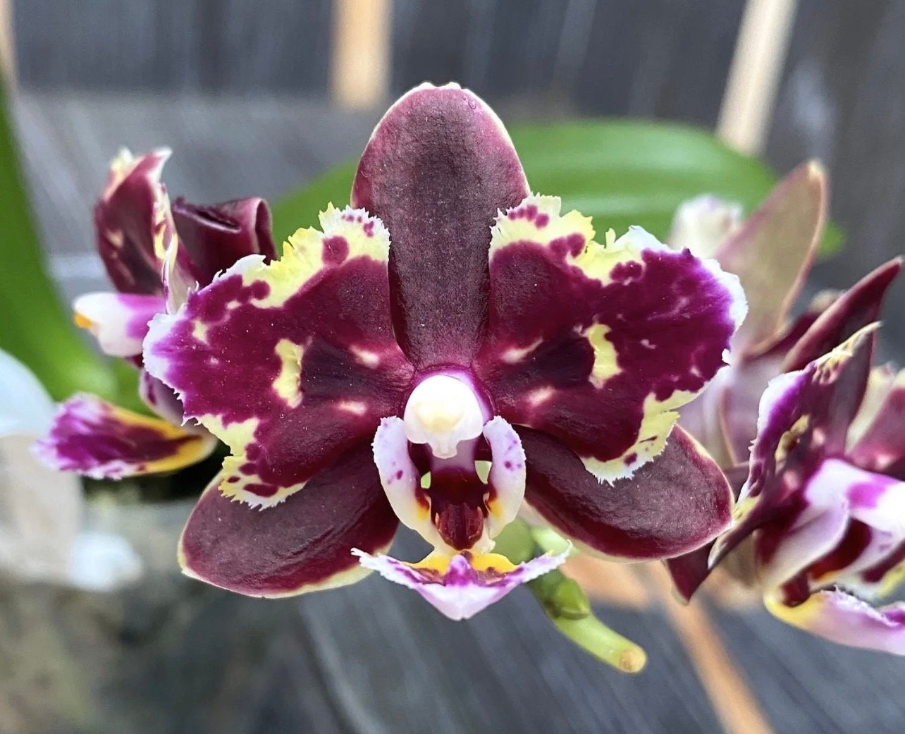 Phal. Brother Sara Gold × Sun Raise Red Proletariat (Peloric)