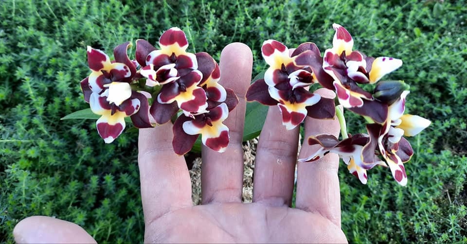 Phal. Yaphon Star Diamond ‘AN6602’ (Peloric) AM/AOS, fragrant!