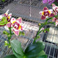 Phal. Yaphon Star Diamond ‘AN6602’ (Peloric) AM/AOS, fragrant!