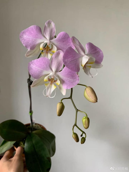 Phal. sanderiana x sib, orchid species