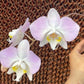 Silver leaves! Phal. sanderiana x sib (silver), orchid species