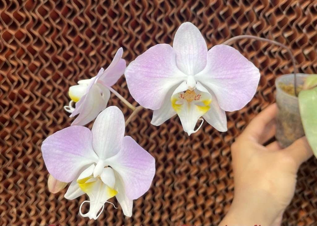 Silver leaves! Phal. sanderiana x sib (silver), orchid species