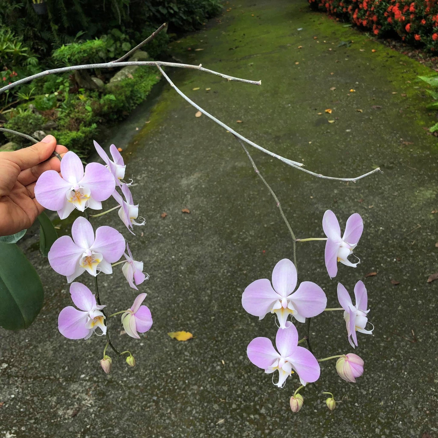 Silver leaves! Phal. sanderiana x sib (silver), orchid species