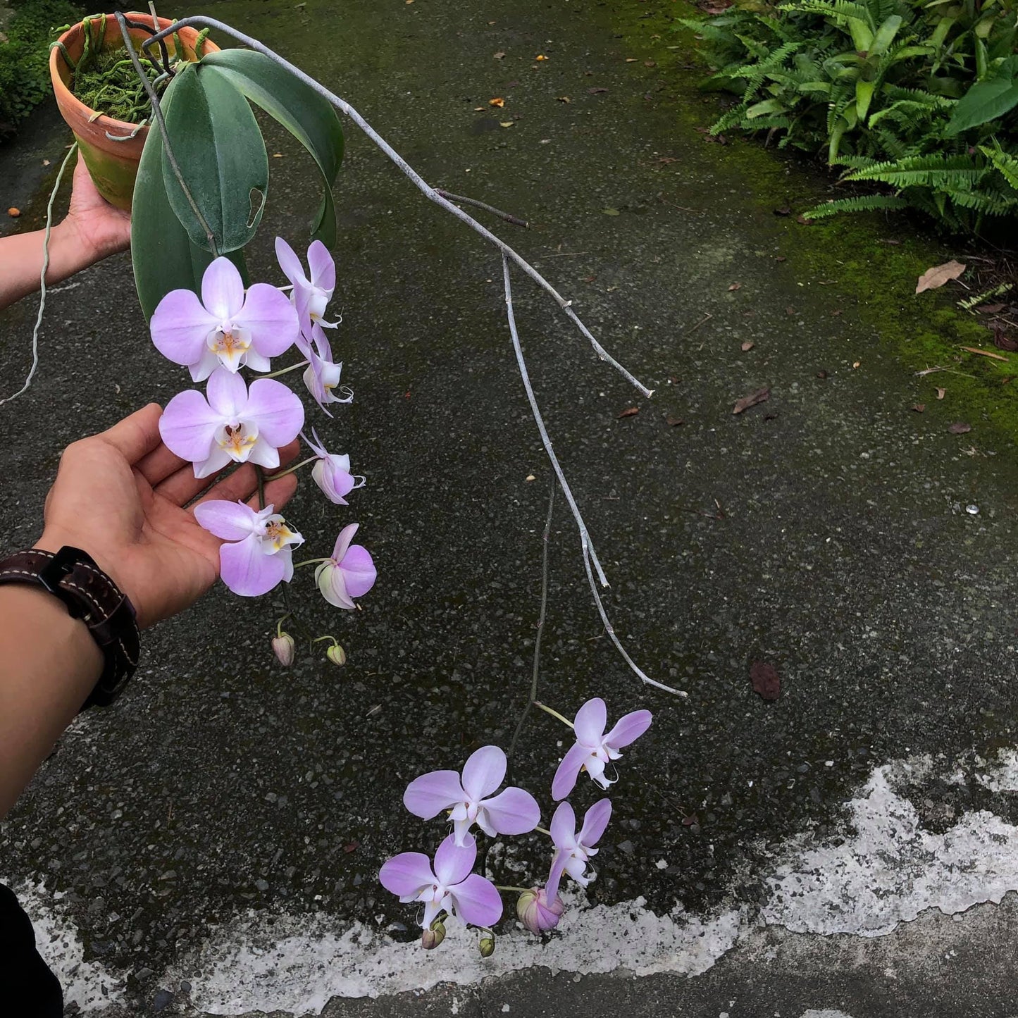 Phal. sanderiana x sib, orchid species