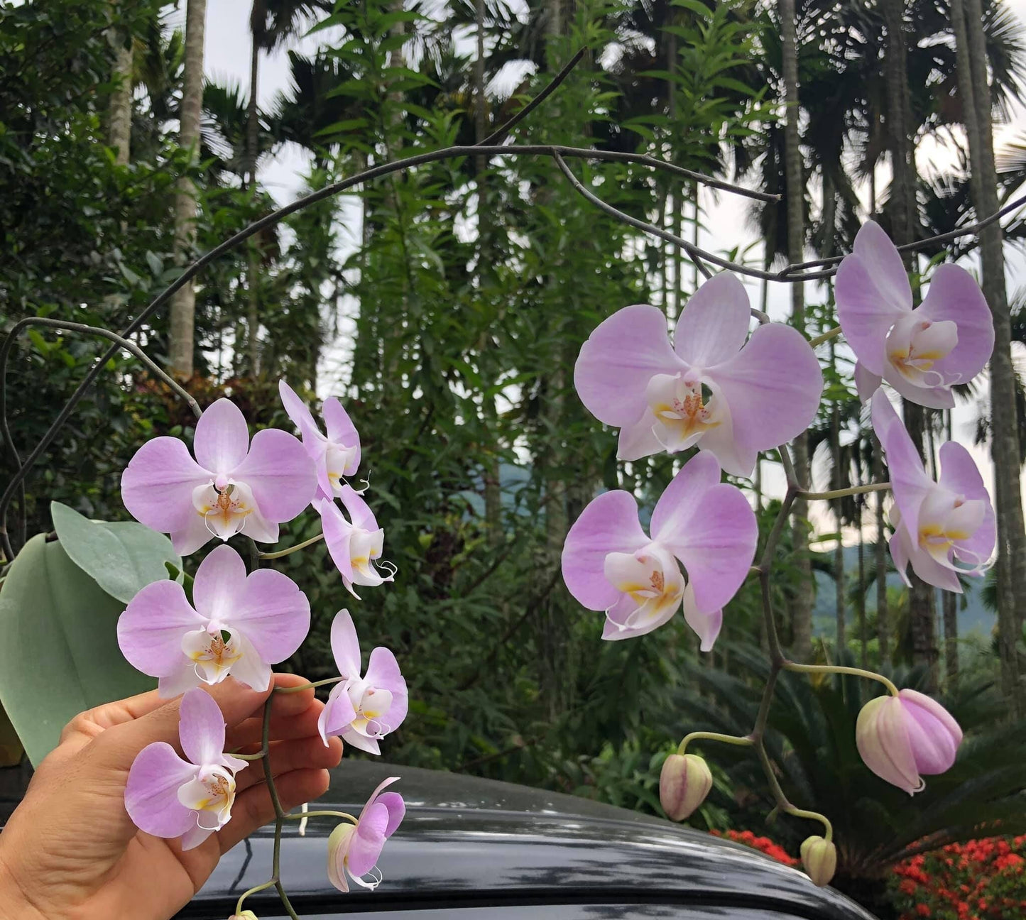 Silver leaves! Phal. sanderiana x sib (silver), orchid species