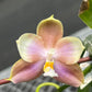 Phal. Mituo Prince X Phal. Tzu Chiang Tetralitz 'kaleidoscope', fragrant!