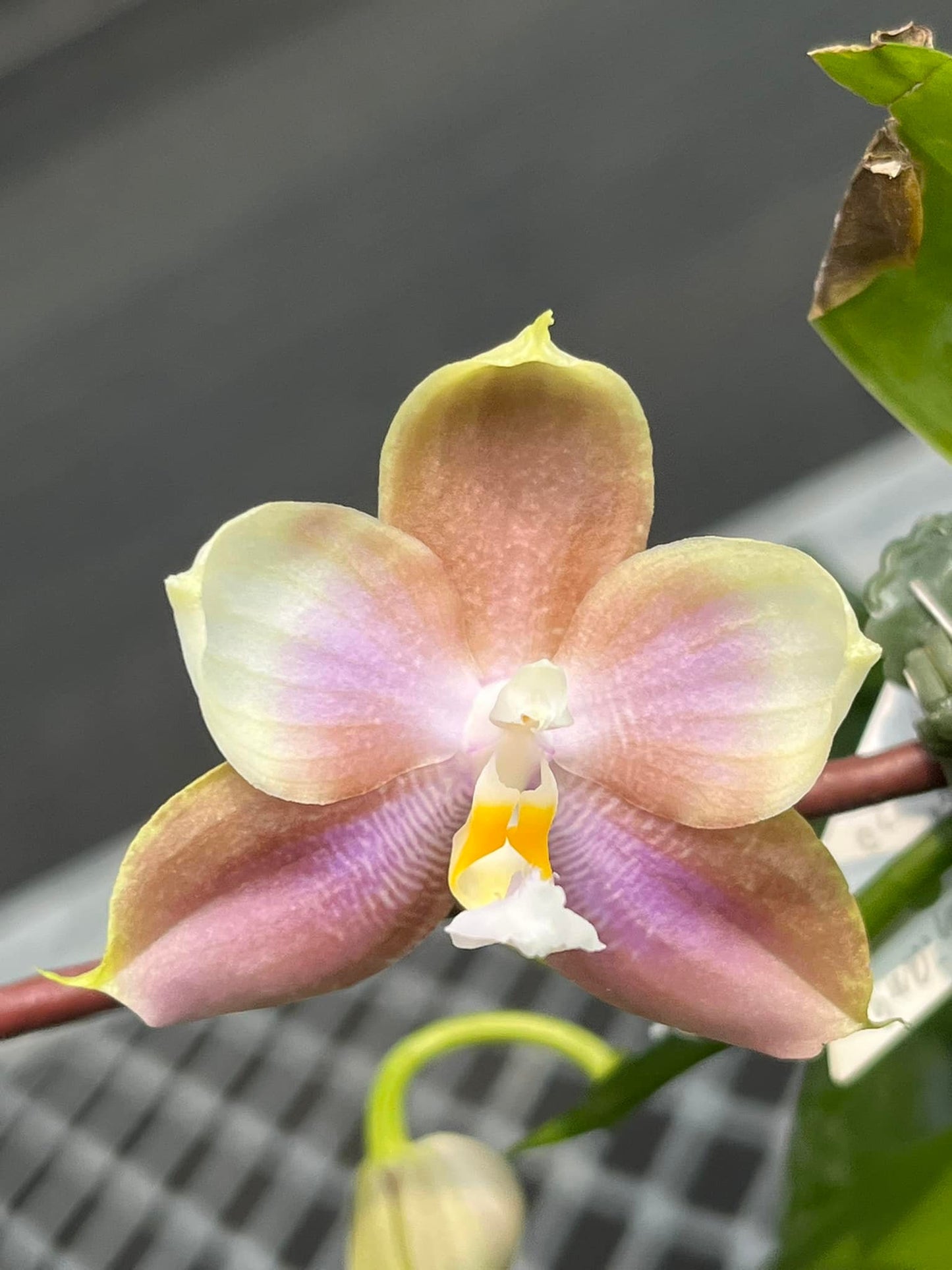 Phal. Mituo Prince X Phal. Tzu Chiang Tetralitz 'kaleidoscope', fragrant!