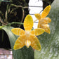 Phal amboinensis var flava x sib, species, yellow flower and fragrant!