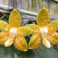 Phal amboinensis var flava x sib, species, yellow flower and fragrant!